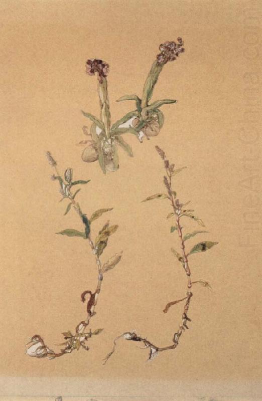Hans Weiditz Orchis morio china oil painting image